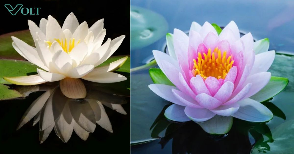 Lotus Flower