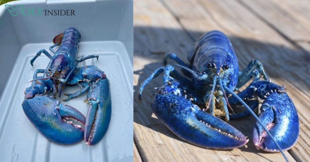 Blue Lobster