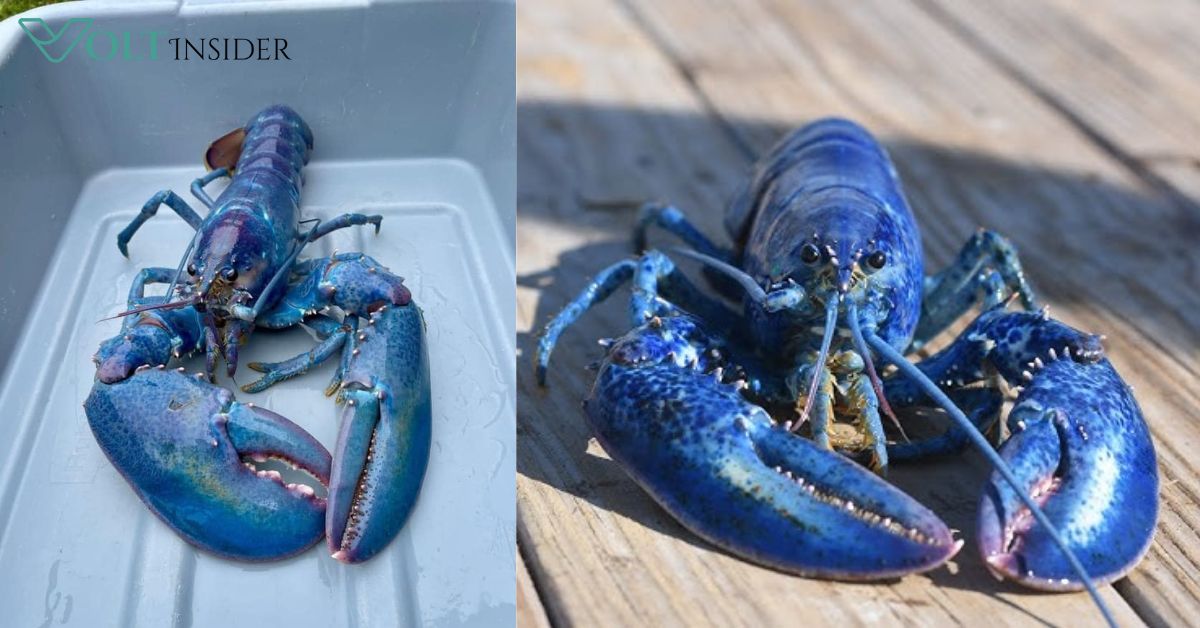 Blue Lobster